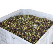 contenitori in plastica per olive