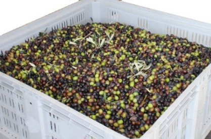 bins raccolta olive